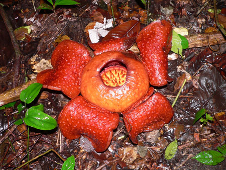 Malaysia, 2011 Rafflesia