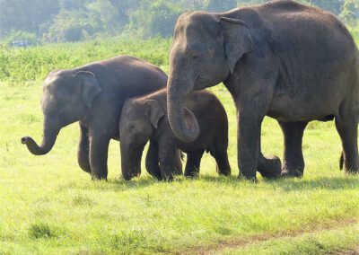 Sri Lanka 2017, Elefanten im Kaudulla Nationalpark