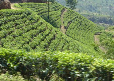 Sri Lanka 2017, Teeplantagen bei Ella