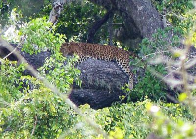 Sri Lanka 2017, Leopard im Yala Nationalpark