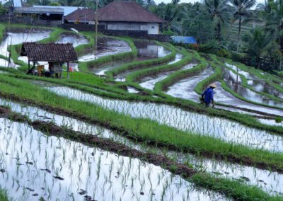 Bali 2022, Reisfelder bei Pupuan, bewässert