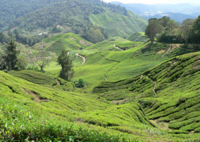 Malaysia 2011, Teeplantagen in den Cameron Highlands