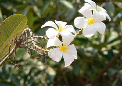 Kambodscha 2013, Frangipani-Blüten