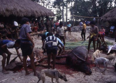 Sumba 1993, Puukabalaka, Büffel