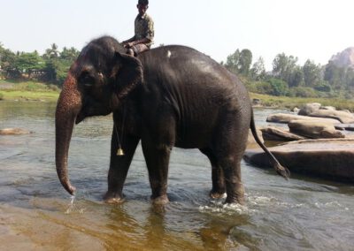 Südwest-Indien 2014, Elefant in Hampi