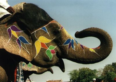 Rajasthan 2001, Jaipur, Elephant Festival