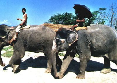 Nepal 2002, Elefanten am Fluss Rapti