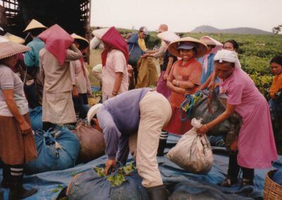 Java 1992, Teepflückerinnen