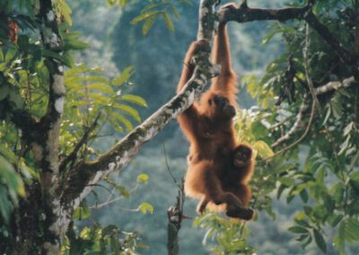 Sumatra 1999, Bukit Lawang, Orang Utan mit Kind