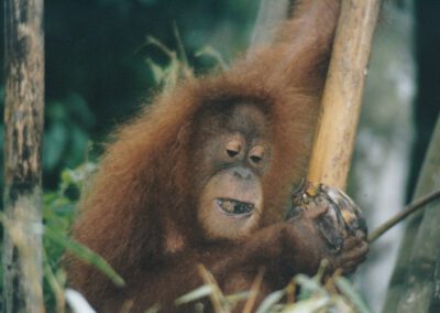 Sumatra 1999, Bukit Lawang, Orang Utan