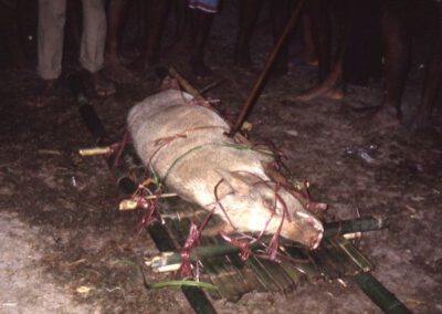 Sumba 1993, Schwein wird erstochen bei Zhaigo
