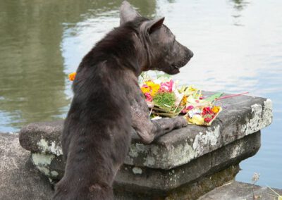 Bali 2006, Mengwi, Hund frisst Opfergaben
