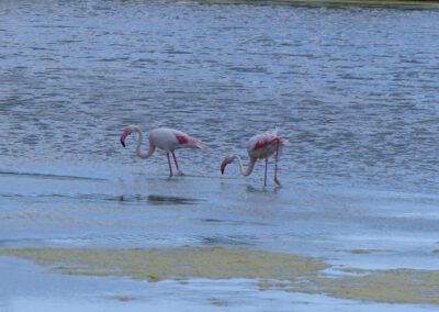 Sardinien 2023: Flamingos
