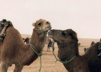Tunesien 1992, Oase Zaafrane, 2 Kamele