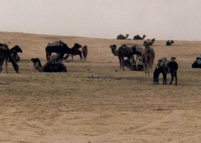 Tunesien 1992, Oase Zaafrane, Kamele